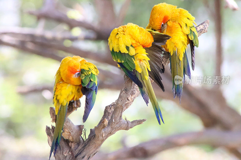 三个太阳conure (Aratinga solstitialis)的特写图像，鹦鹉栖息在树枝上梳理在阳光下，重点在前景